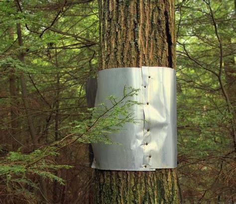 how to put sheet metal around a tree|sheet metal cutting around trees.